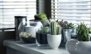 Indoor-Gärten für Anfänger: Zimmerpflanzen, die garantiert überleben
